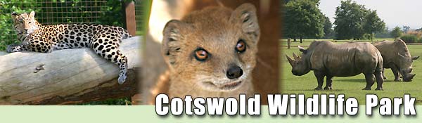 Some of the animals that call the Cotswold Wildlife Park home