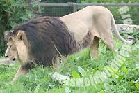 Asiatic Lion at Cotswold Wildlife Park