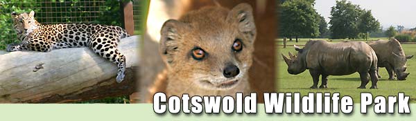 Some of the animals that call the Cotswold Wildlife Park home