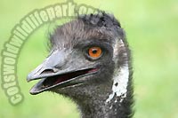 An Emu at the Cotswold Wildlife Park