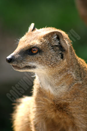 The Cotswold Wildlife Park  is home to hundreds of animals