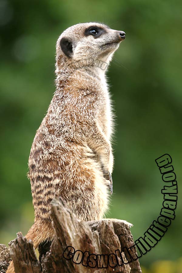 slender-tailed meerkat