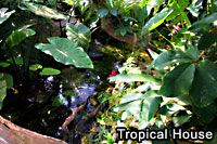 Tropical House at the Cotswold Wildlife Park