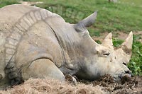 White Rhinoceros at Cotswold Wildlife Park