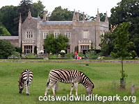 Chapman Zebras in front of the Manor House 