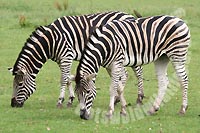 Two of the Chapman's Zebra  herd at the Cotswold Wildlife Park