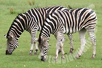 Two of the Chapman's Zebra herd at the Cotswold Wildlife Park
