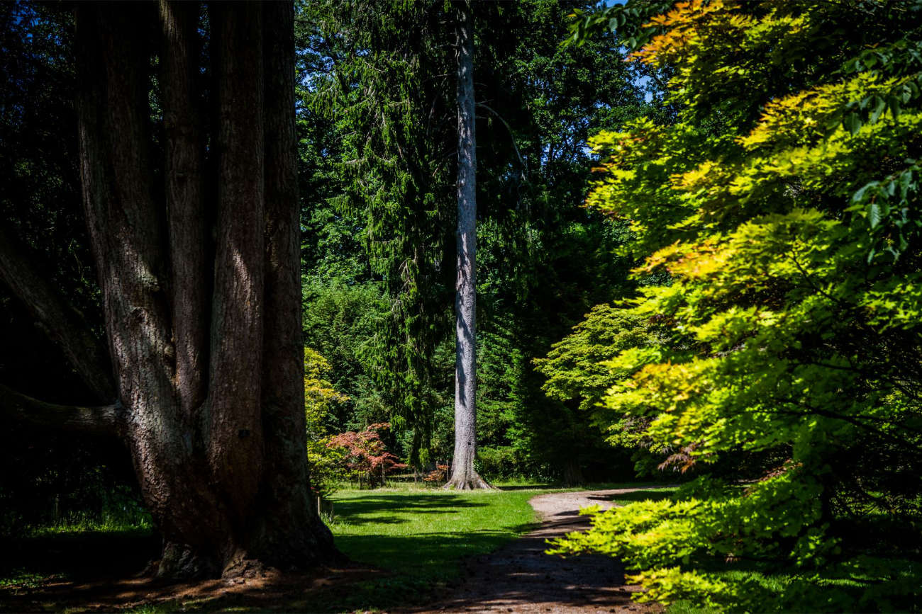 Westonbirt Arboretum - Johnny Hathaway